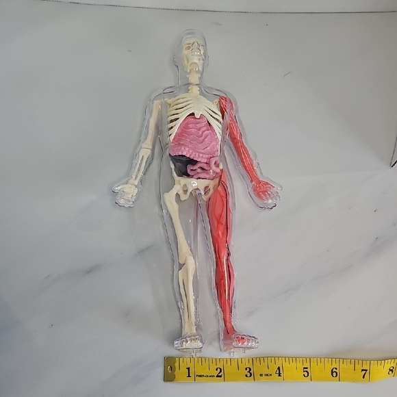 Anatomical Model with Removable Parts - Picture 6 of 7